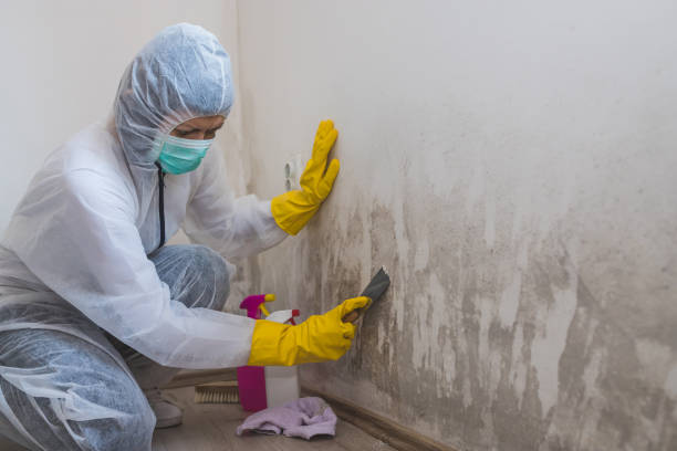 Best Mold Prevention Services  in Uhland, TX