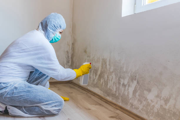 Best Mold Remediation for Healthcare Facilities  in Uhland, TX