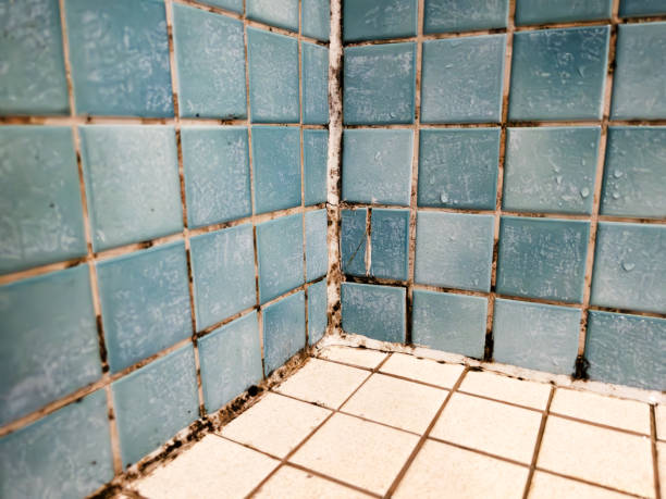 Mold Removal for HVAC Installations in Uhland, TX